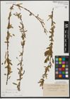 Foto von Salix triandra subsp. triandra L.